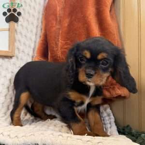 Bailey, Cavalier King Charles Spaniel Puppy
